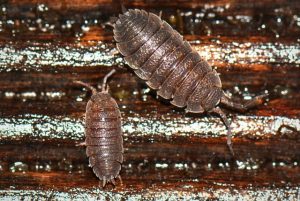 isopods also known as wood lice